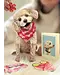 Fresh Cut Paper Poodle Pop-Up Card