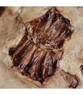 Tinsley FX Transfers - Zombie Bite