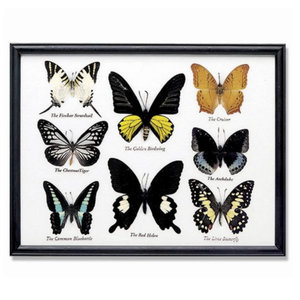 World Buyers Butterfly Collection | 8pc