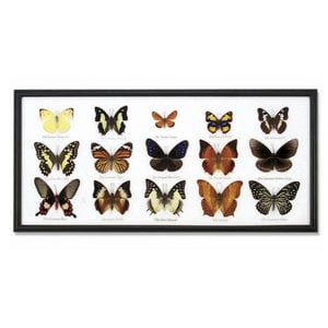 World Buyers Butterfly Collection | 15-Piece