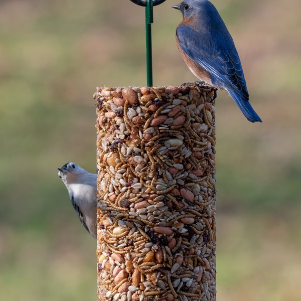 Bird Seed Feeder Cylinder PLENTY Mercantile & Venue