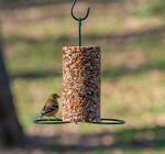 Bird Seed Feeder | Cylinder