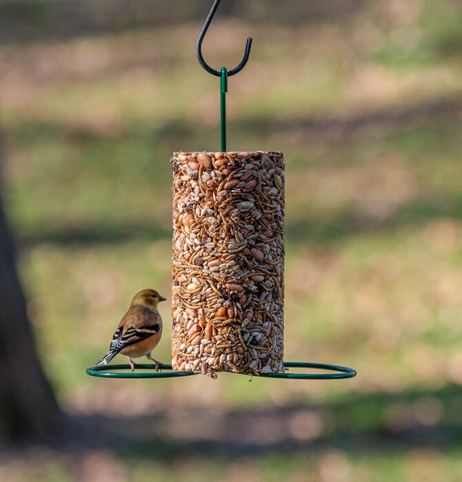 Bird Seed Feeder | Cylinder