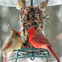 Mr. Bird Bird Seed Cylinder | WildBird Feast | Small