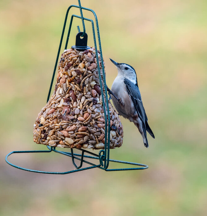 Bird Seed | Bell Hanger