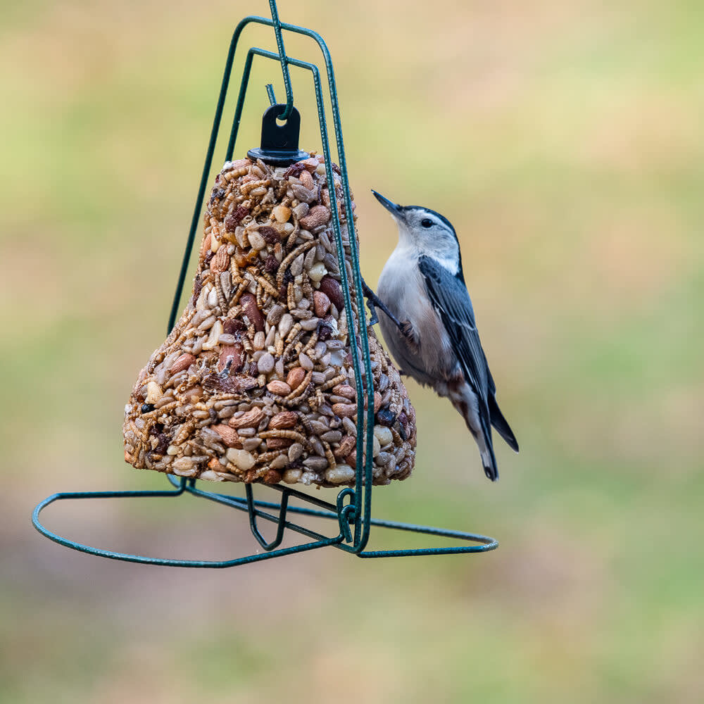 Bird Seed Bell Hanger PLENTY Mercantile Venue
