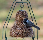 Bird Seed | Bell Hanger