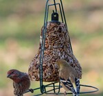 Bird Seed | Bell Hanger