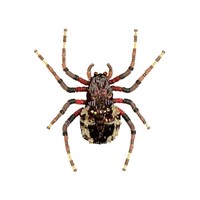 Trovelore Brooch Pin | Wolf Spider