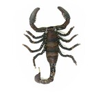Brooch Pin | Emperor Scorpion
