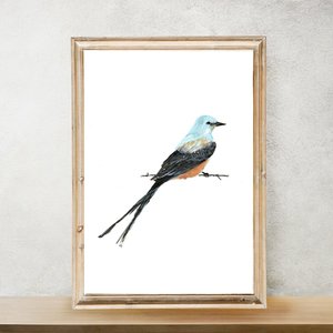 Scissortail Prints Co. Art Print | Scissortail Flycatcher Bird