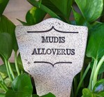 Plant Marker | "Comic Latin" | Mudis Alloverus