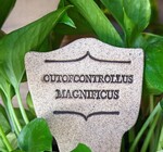 Plant Marker | "Comic Latin"  | Outofcontrollus Magnificus