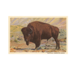 Art Print | Buffalo/American Bison