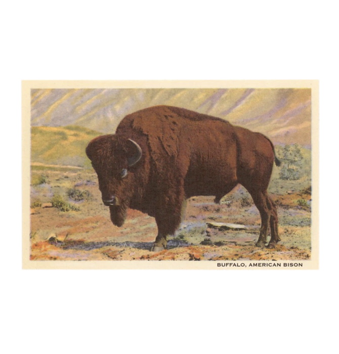 Art Print | Buffalo/American Bison