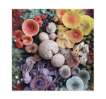 Puzzle | 500pc | Shrooms in Bloom