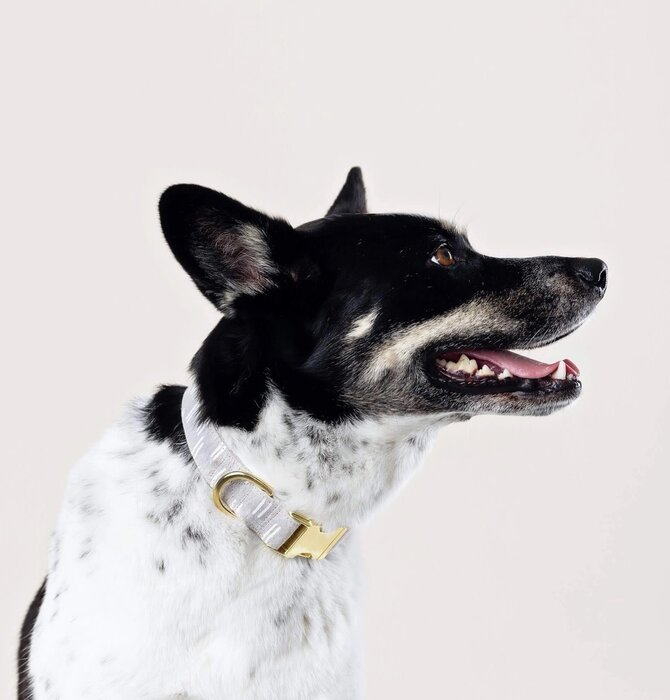 Dog Collar | Flax Lines