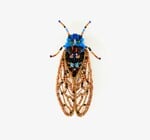 Brooch Pin | Periodical Cicada
