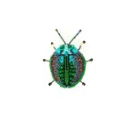 Brooch Pin | Green Leaf Beetle