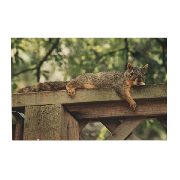 Bird Seed Cylinder Flaming Hot Feast PLENTY Mercantile & Venue