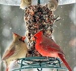 Bird Seed Cylinder | Wild Bird Feast