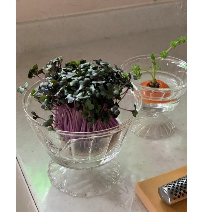 Glass Bowl | ReGrow Veggie Hydroponic | Large Cup