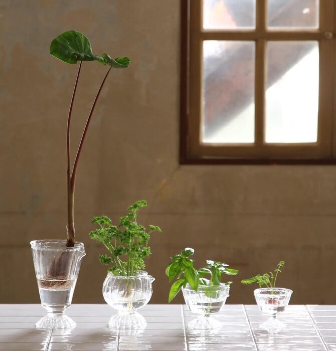 Glass Vase | ReGrow Veggie Hydroponic