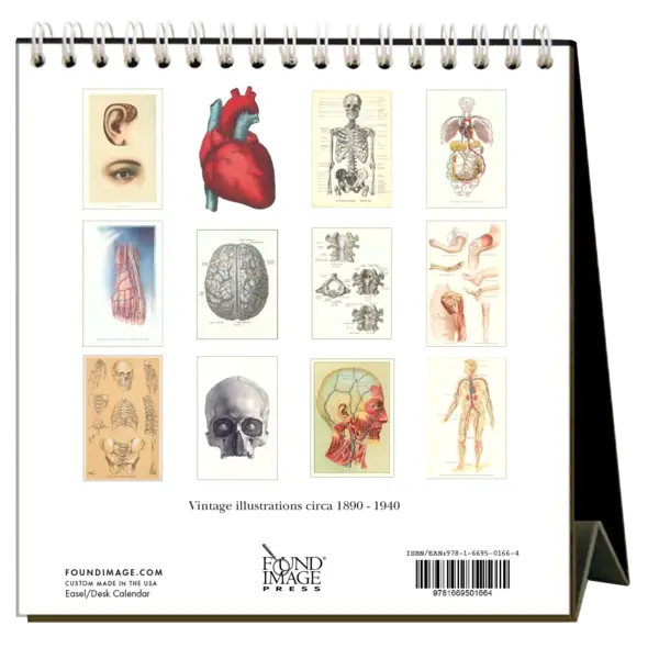 Found Image Desk Calendar | 2024 Anatomy