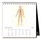 Desk Calendar | 2024 Anatomy