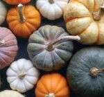 Kit | Paint-by-Numbers | Pick A Pumpkin