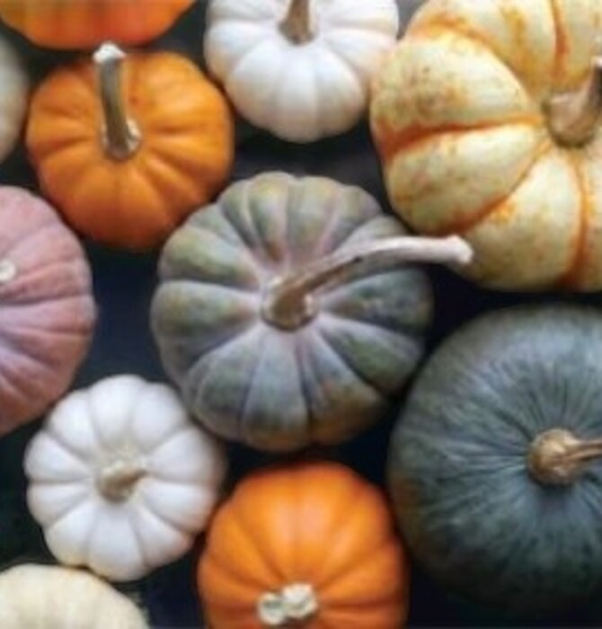 Kit | Paint-by-Numbers | Pick A Pumpkin