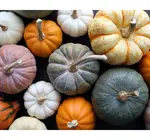 Kit | Paint-by-Numbers | Pick A Pumpkin