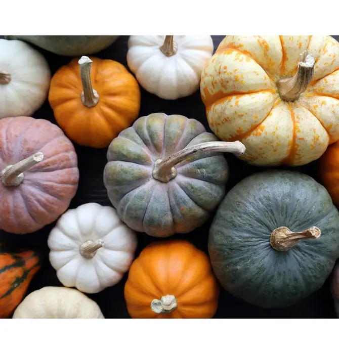 Kit | Paint-by-Numbers | Pick A Pumpkin