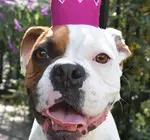 Pet Crown | Wool Felt