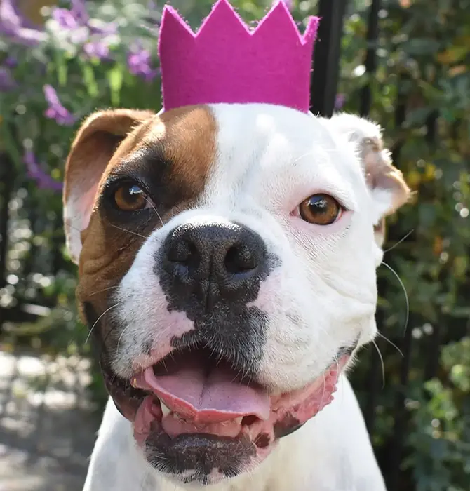Pet Crown | Wool Felt