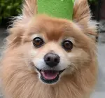Pet Crown | Wool Felt