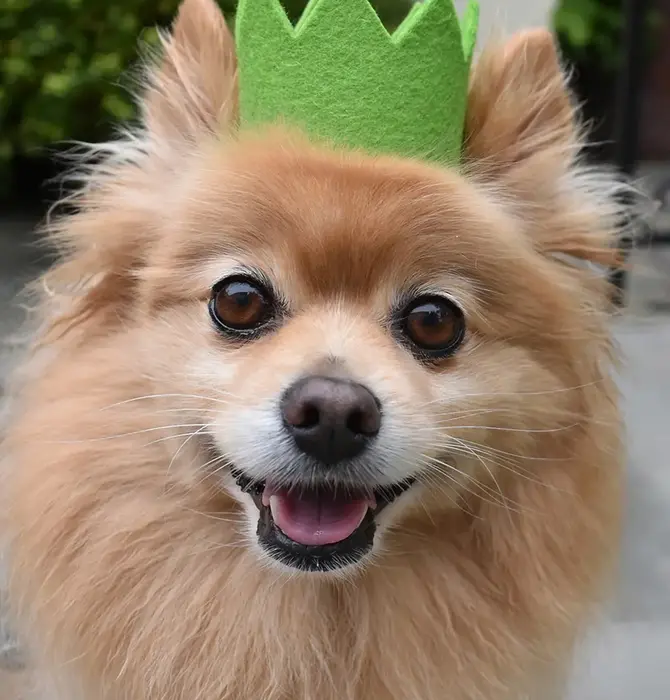 Pet Crown | Wool Felt