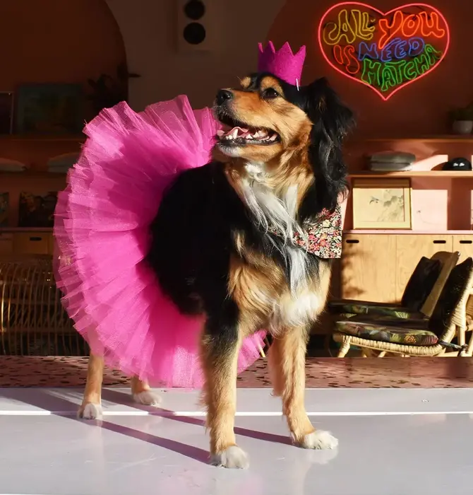 Pet Crown | Wool Felt