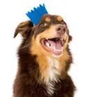 Pet Crown | Wool Felt