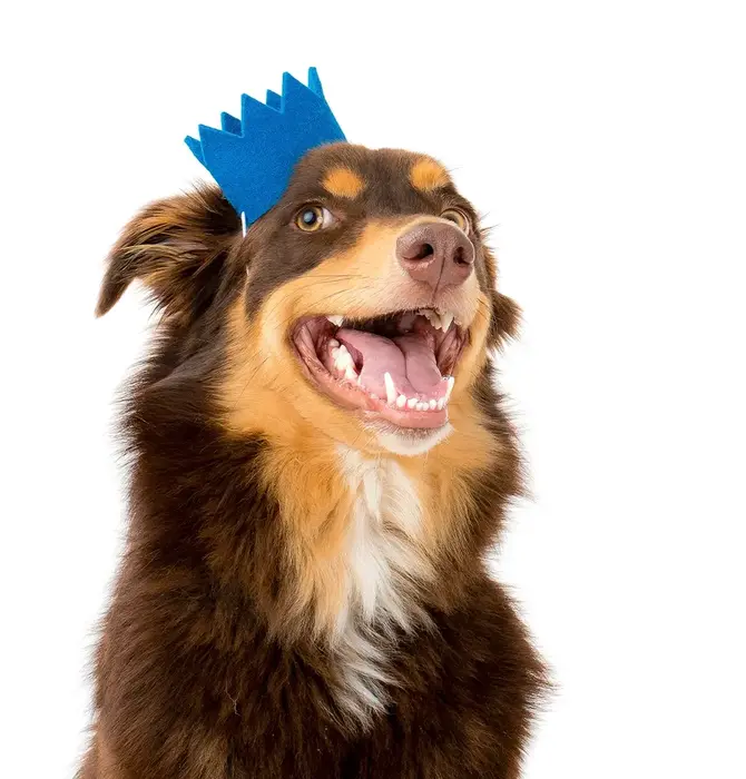 Pet Crown | Wool Felt