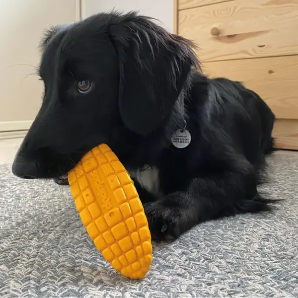 https://cdn.shoplightspeed.com/shops/626275/files/59850817/600x600x1/sodapup-dog-toy-nylon-corn-on-the-cob-med-lg.jpg