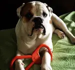 Dog Toy | Tug-O'-War | Natural Rubber | Orange LG