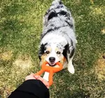 Dog Toy | Tug-O'-War | Natural Rubber | Orange LG
