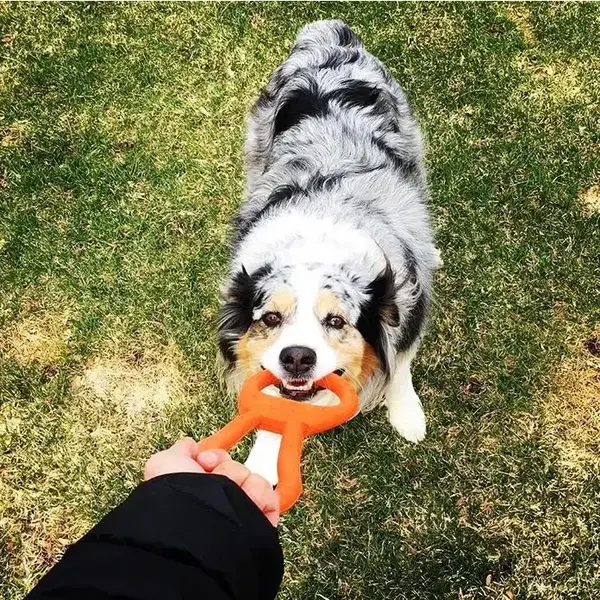 https://cdn.shoplightspeed.com/shops/626275/files/59851679/600x600x1/sodapup-dog-toy-tug-o-war-natural-rubber-orange-lg.jpg