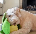 Dog Toy | Snuffle Mat | Cabbage