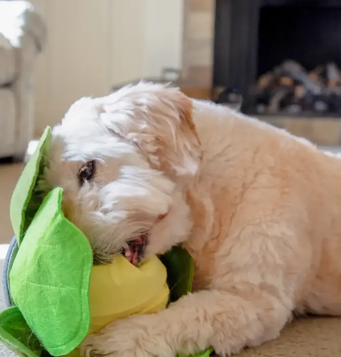 Dog Toy | Snuffle | Cabbage