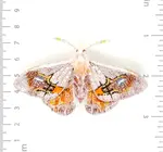 Brooch Pin | Drepanid Moth