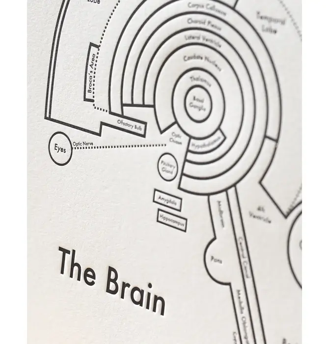 Art Print | Letterpress | 8" x 8" | Brain