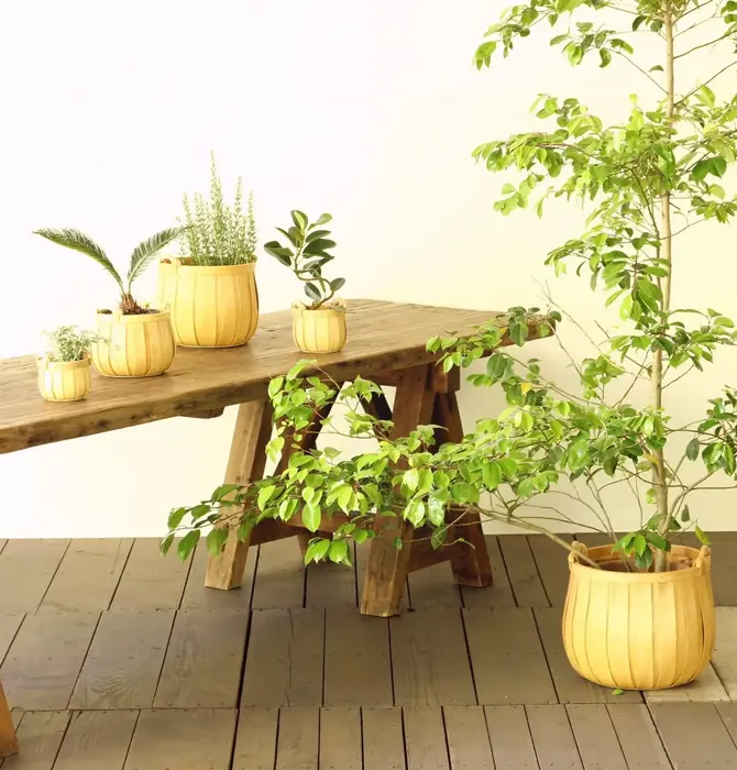 Basket | "Poire" Cedar | Round