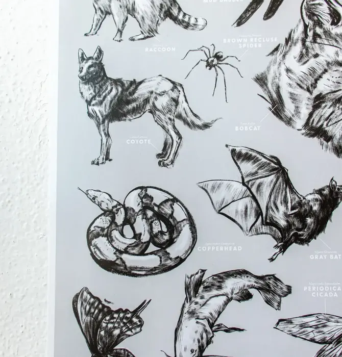 Art Print | Oklahoma Wildlife Chart